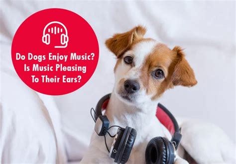 Do Animals Enjoy Music? A Multi-perspective Insight into the Numinous Nature of Animals' Responses to Rhythm